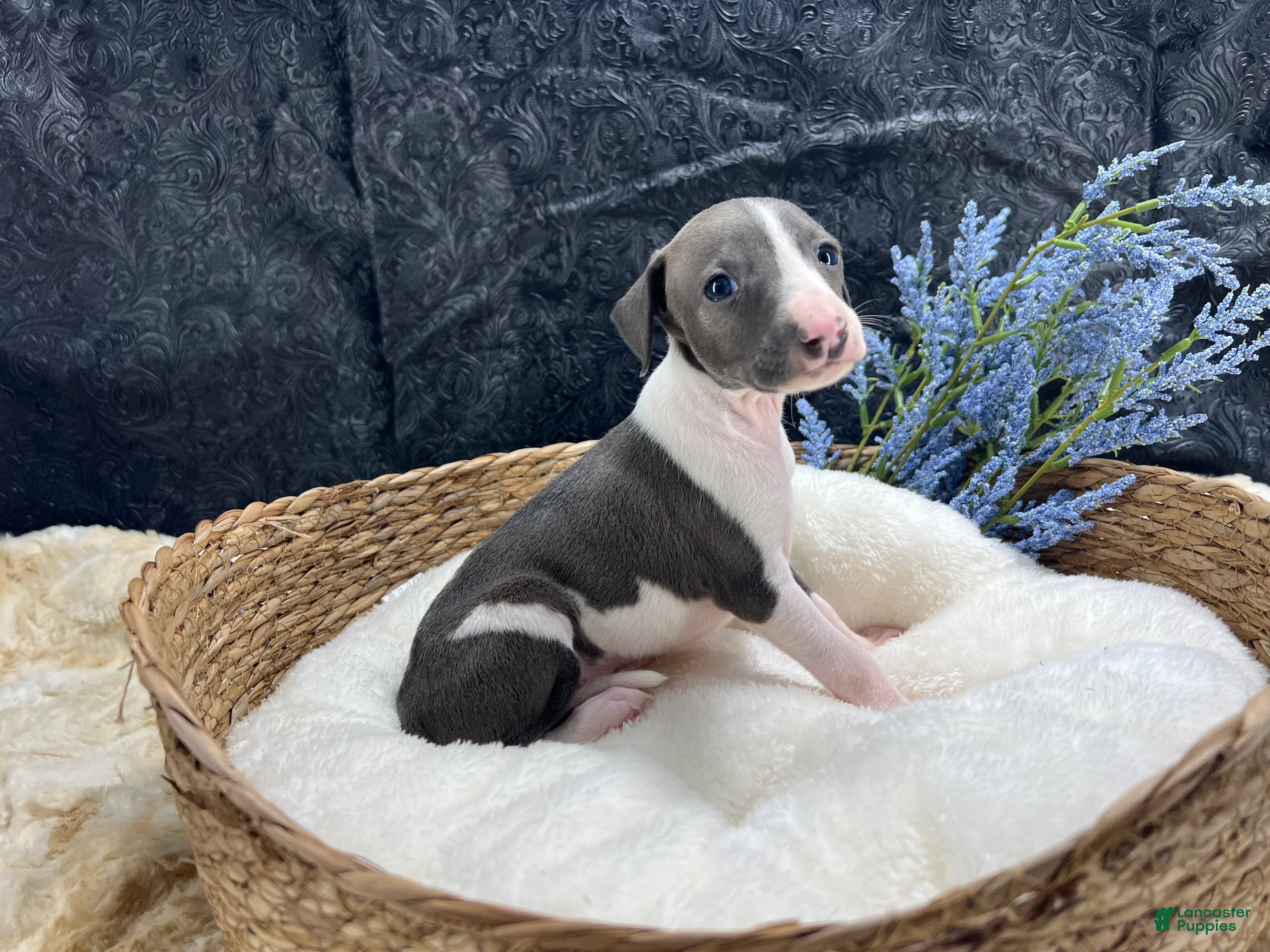Italian Greyhound dogs Italian Greyhound 3 - Ad 1