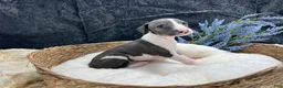 Italian Greyhound dogs for sale: Italian Greyhound 3 - Ad 1