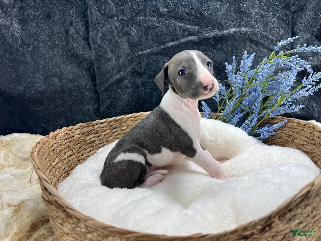 Italian Greyhound dogs for sale: Italian Greyhound 3 - Ad 1