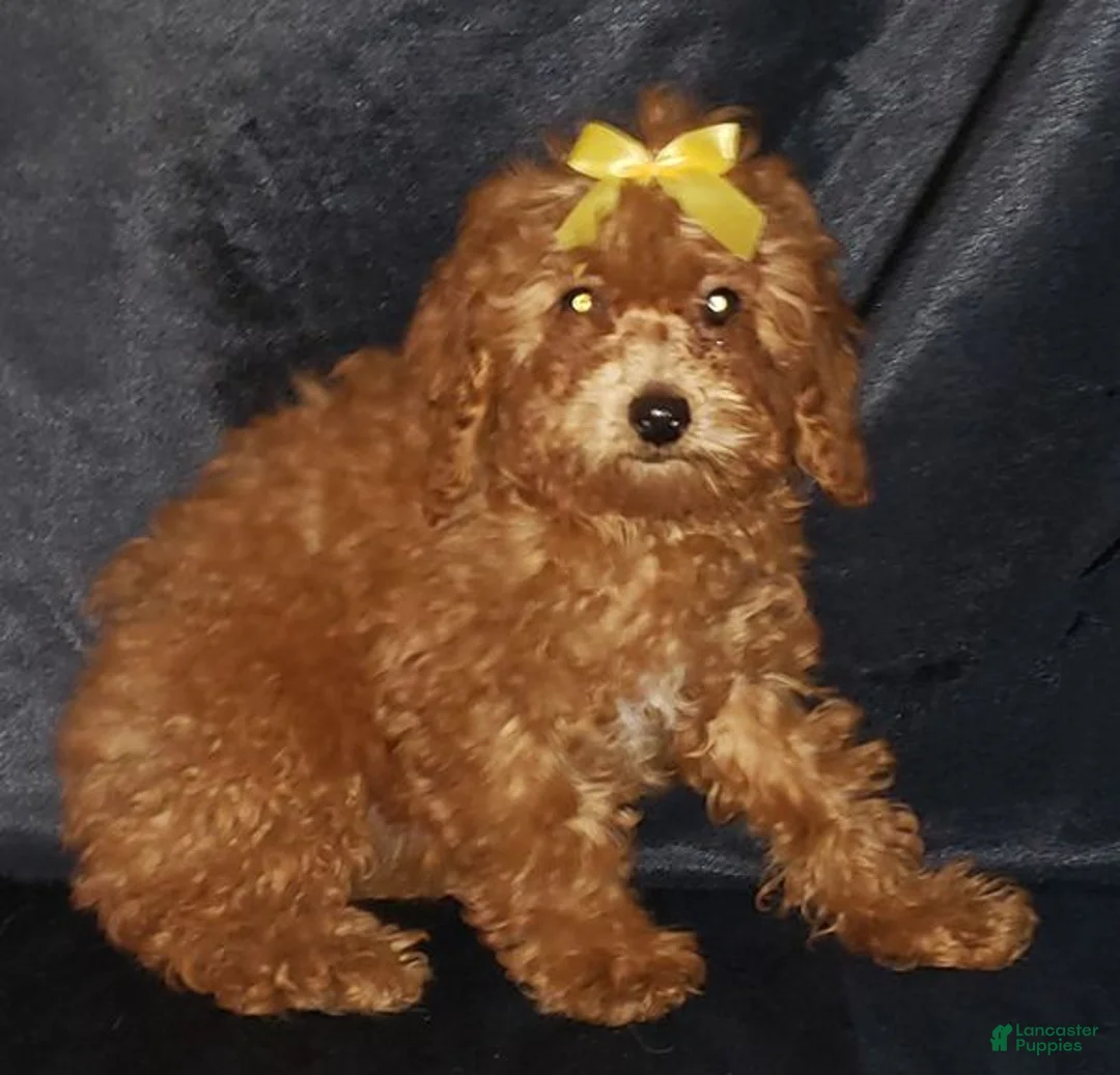 Toy Poodle dogs for sale: Toy Poodle Puppy 2 - Ad 7