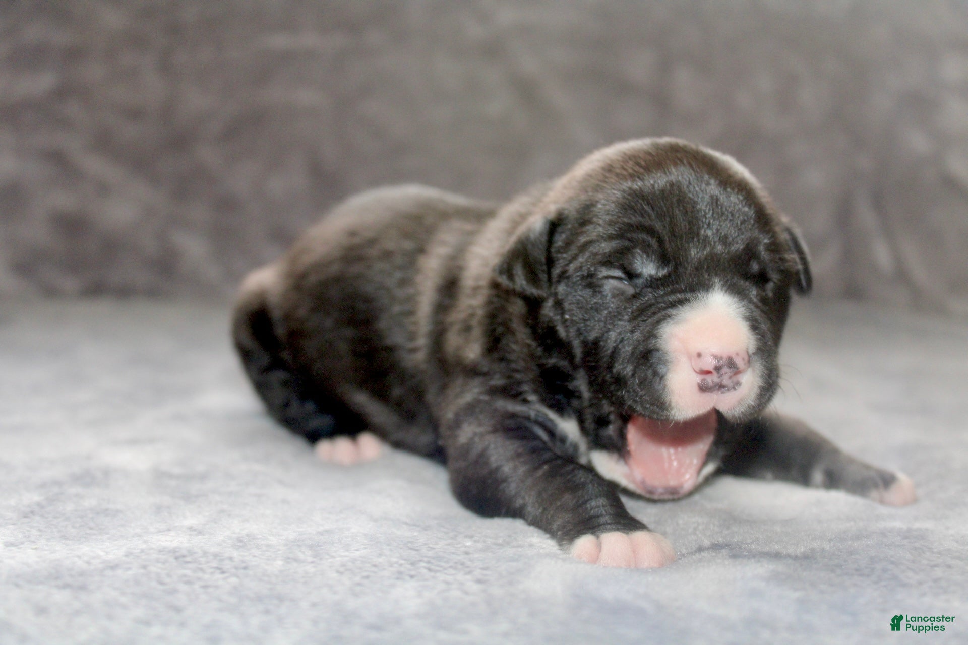 American Bully dogs Madusa  - Ad 1