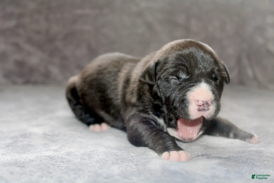 American Bully dogs for sale: Madusa  - Ad 1