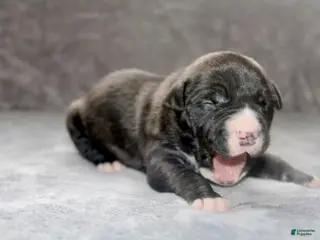 American Bully dogs for sale: Madusa - Ad 3