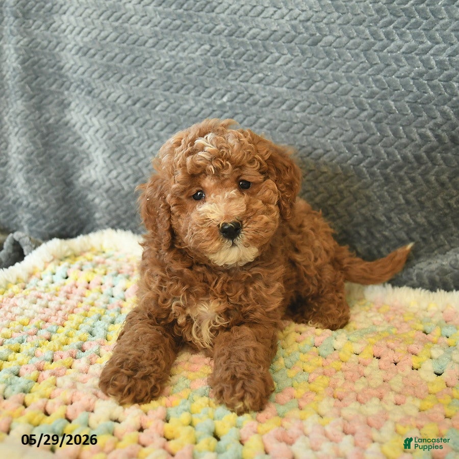 Mini Goldendoodle dogs for sale: Davon  - Ad 2