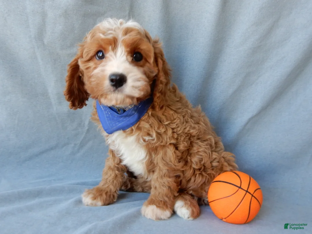 Cavapoo dogs for sale: Simon - Ad 2