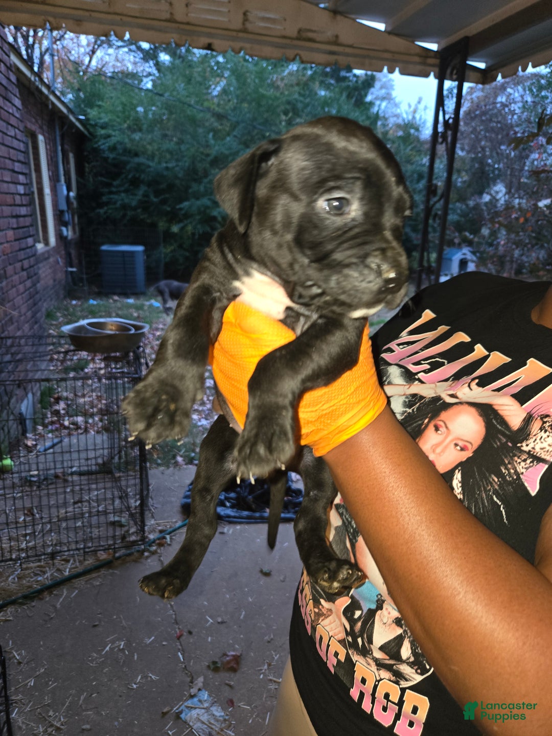 American Bully dogs for sale: Princess  - Ad 2