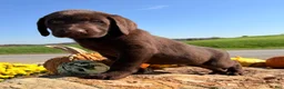 Labrador Retriever dogs for sale: Gus - Ad 3