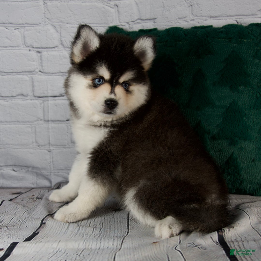 Pomsky dogs for sale: Gina - Ad 4