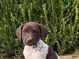 German Shorthaired Pointer dogs - Ad 27