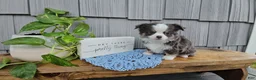 Chihuahua dogs for sale: Oliver - Ad 1