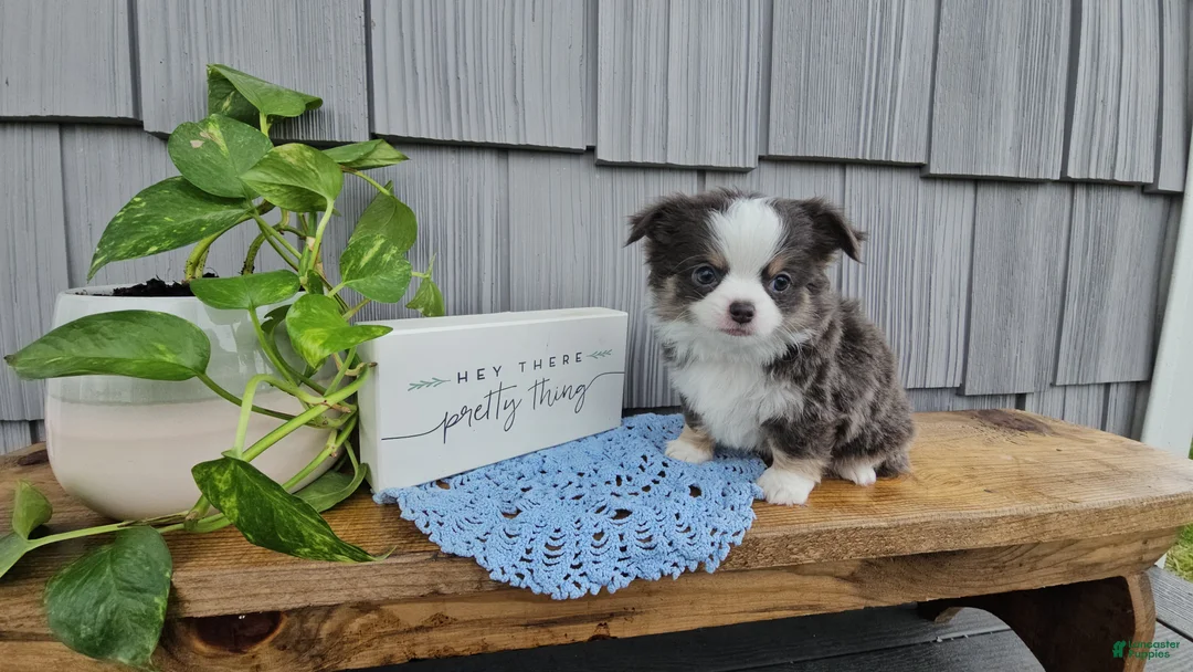 Chihuahua dogs for sale: Oliver - Ad 1
