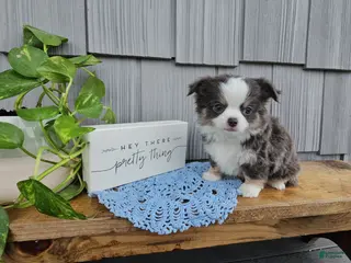 Chihuahua dogs for sale: Oliver - Ad 2