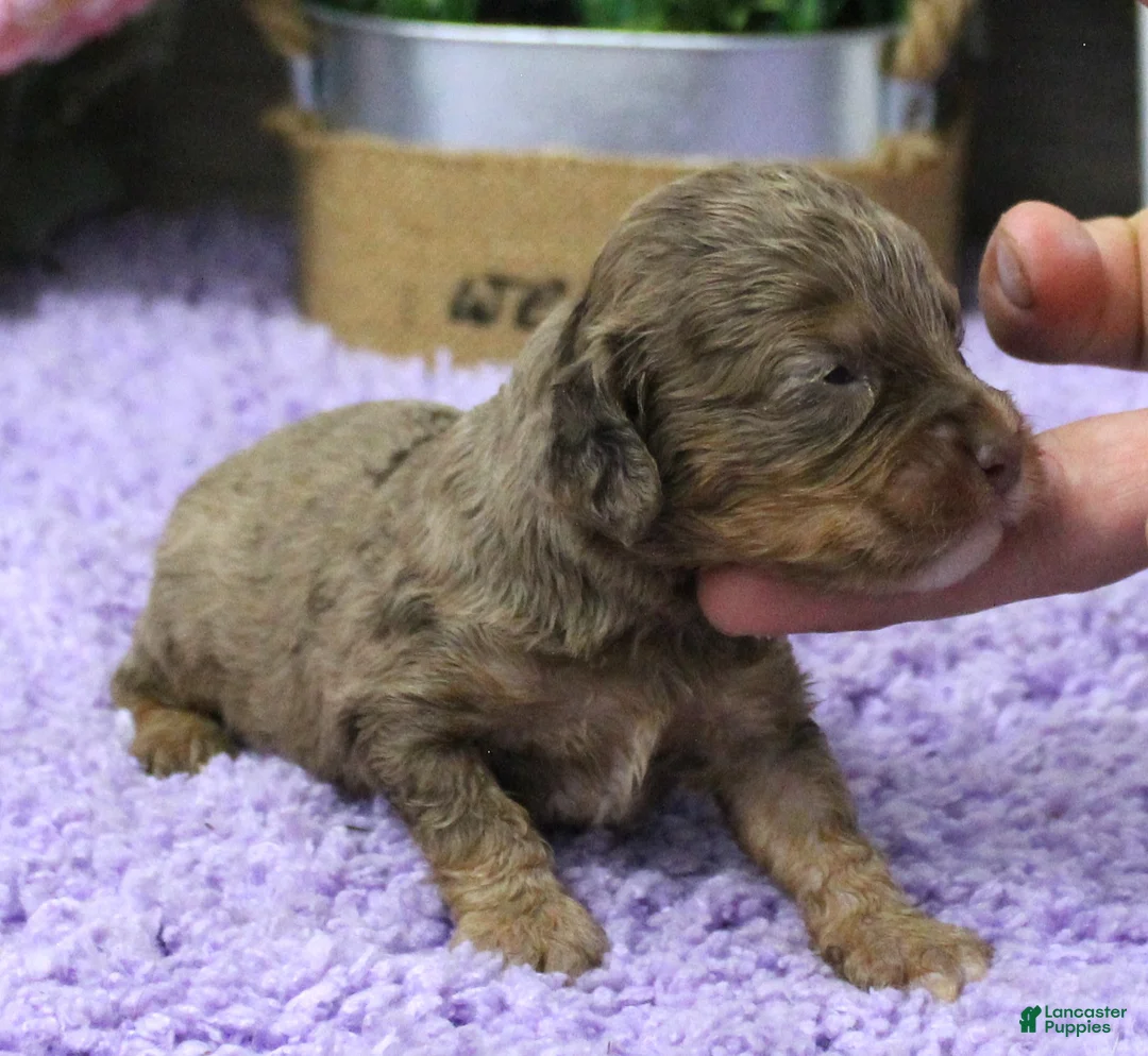 Cavapoo dogs for sale: #5 Male (Dawn's) - Ad 2