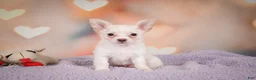 Chihuahua dogs for sale: DUKE - Ad 3
