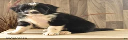 Mixed Breed dogs for sale: Kit Kat - Ad 2