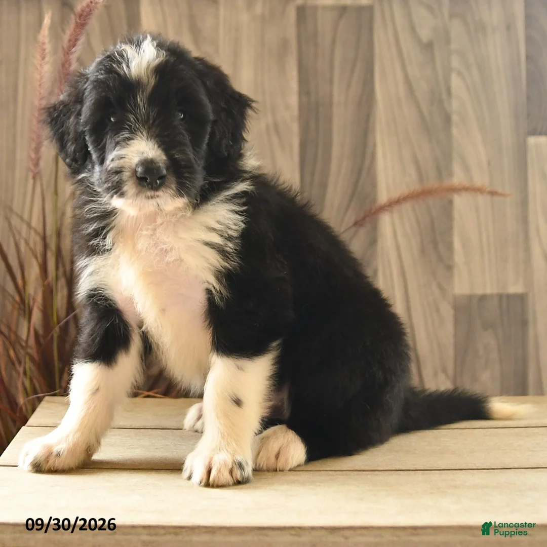Mixed Breed dogs for sale: Kit Kat - Ad 2