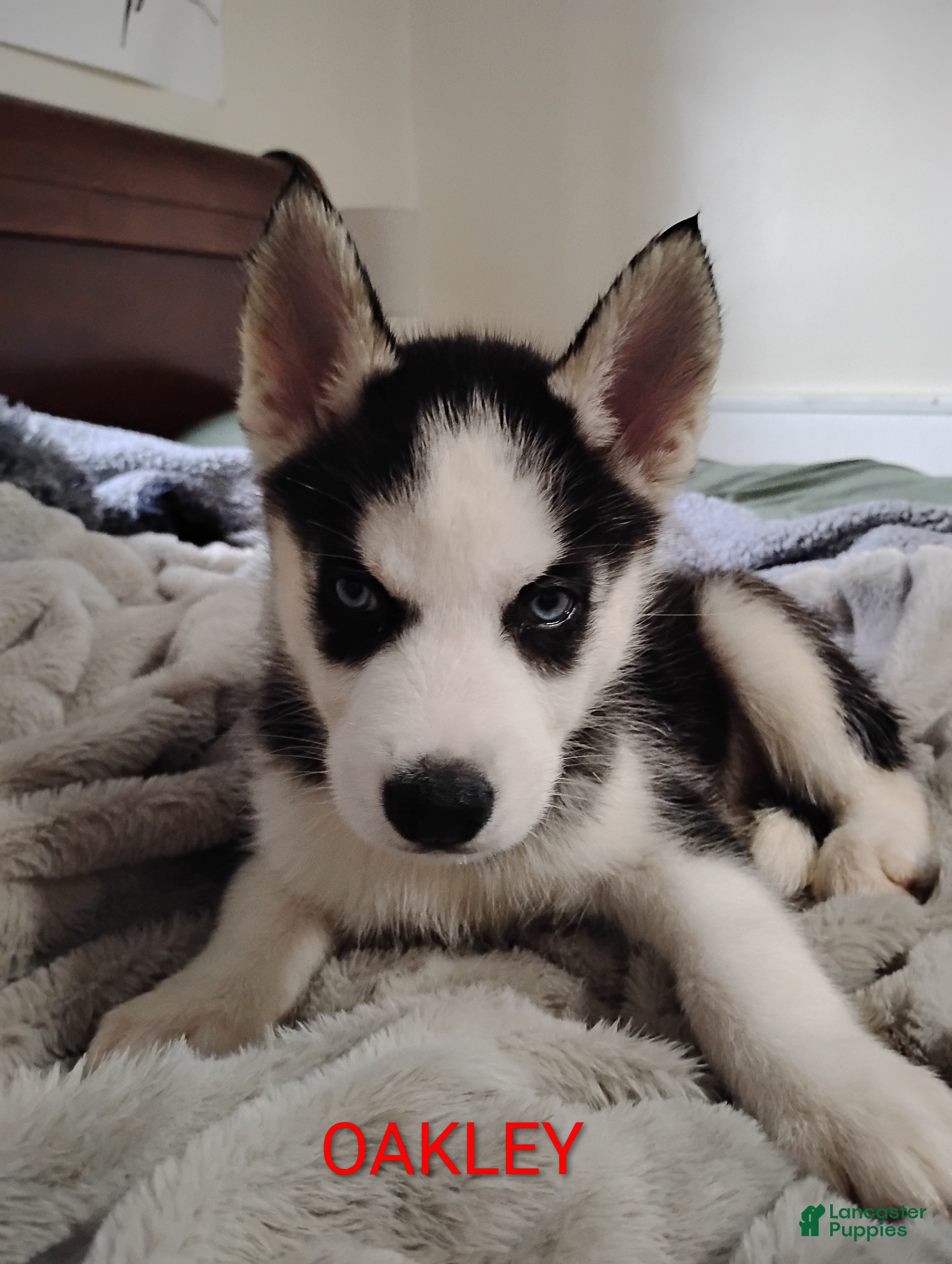 Siberian Husky dogs Oakley  - Ad 32