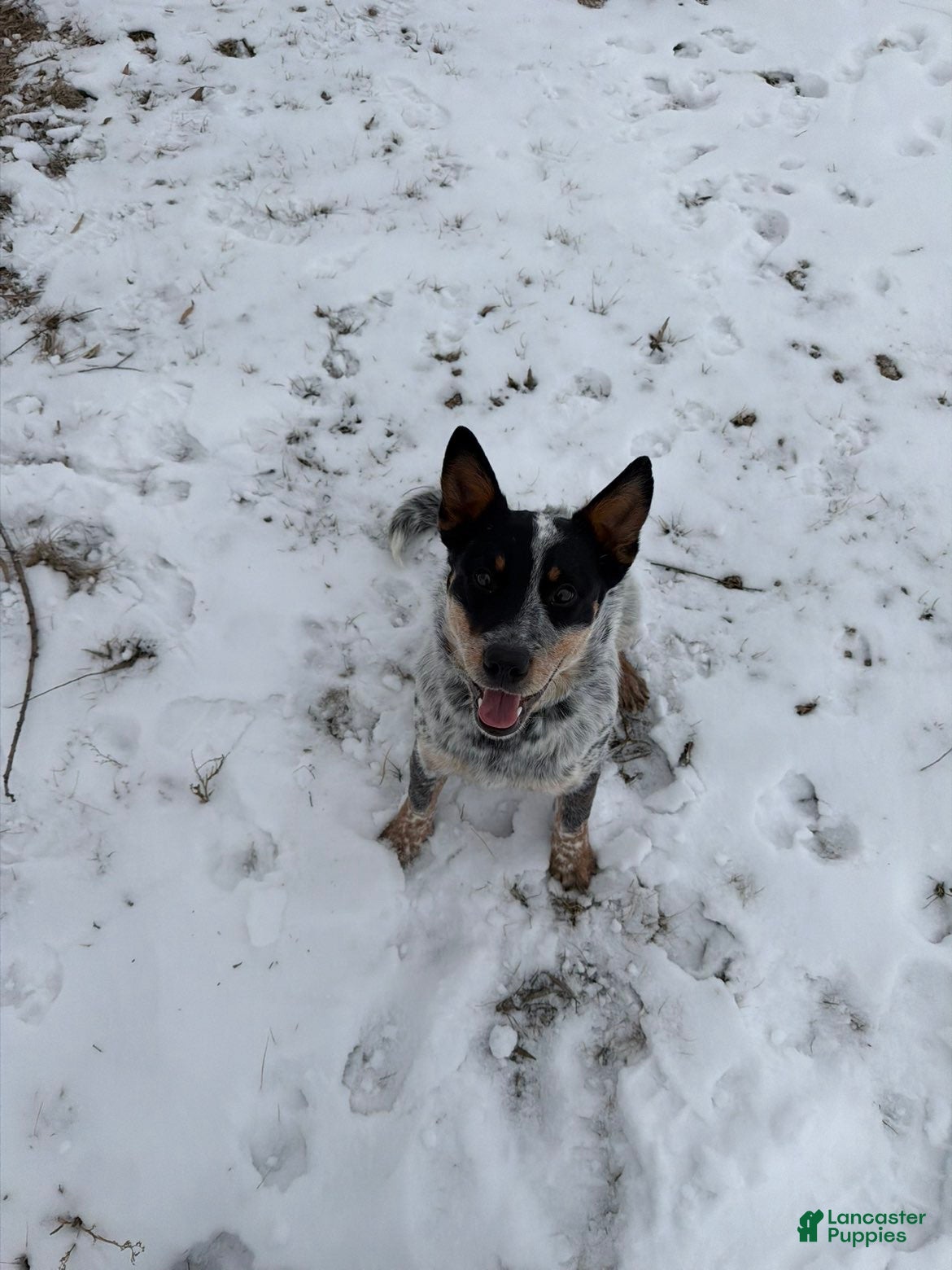 Australian Cattle Dog dogs Bandit - Ad 42