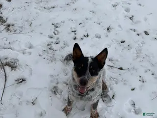 Australian Cattle Dog dogs Bandit - Ad 42