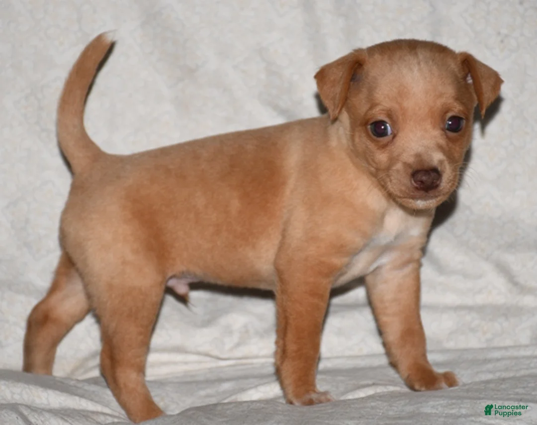 Rat Terrier dogs for sale: Crosby - Ad 1