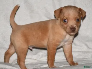 Rat Terrier dogs Crosby - Ad 7