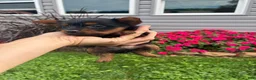Yorkshire Terrier dogs for sale: Aspen - Ad 4