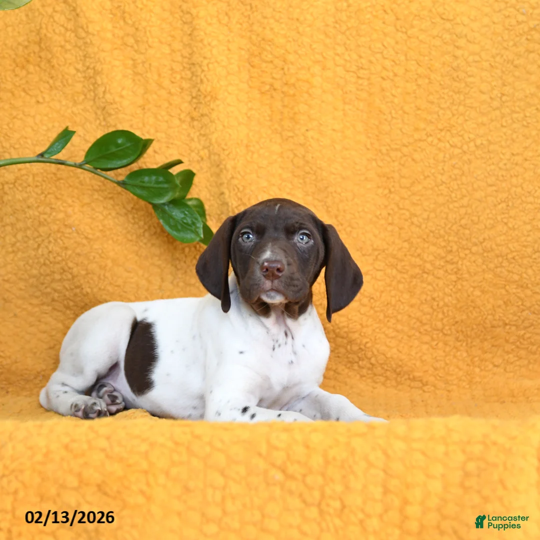 German Shorthaired Pointer dogs for sale: Bailey - Ad 2