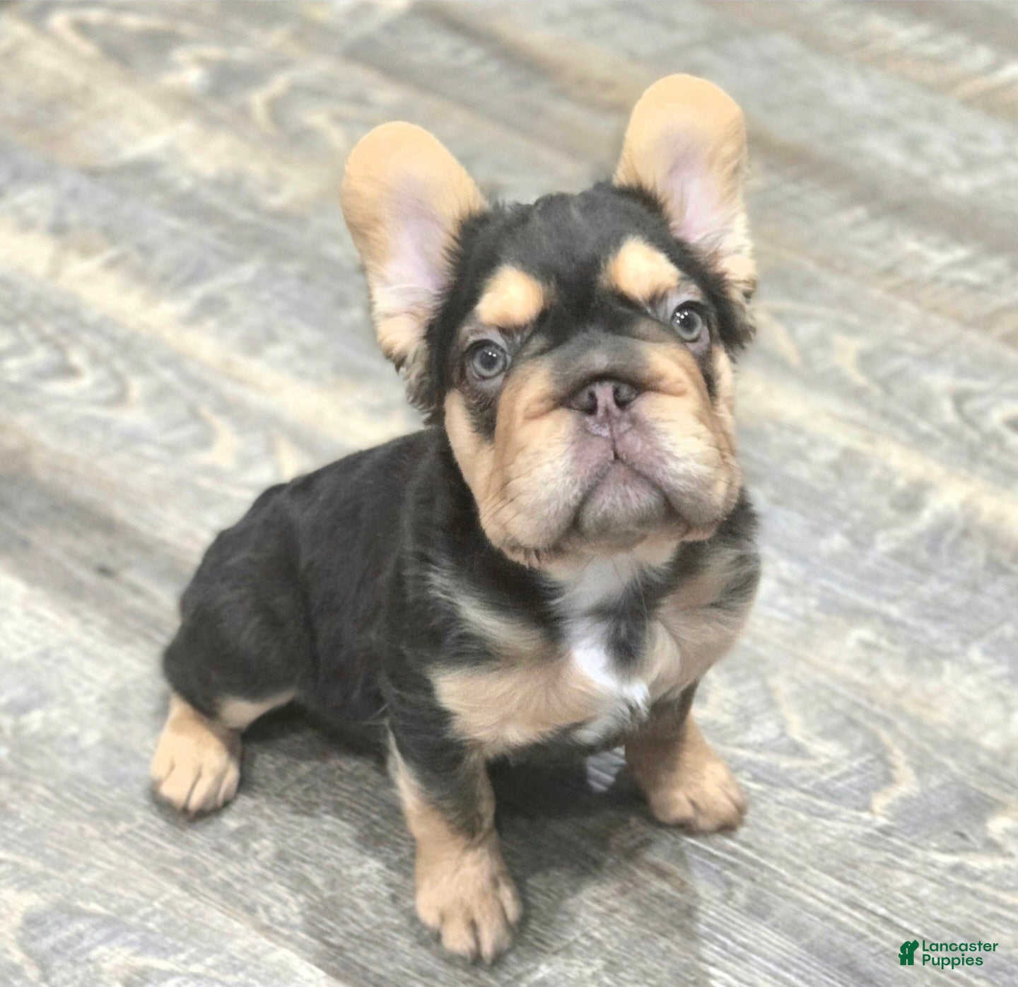 French Bulldog dogs ✨️🍫Kadafi🍫✨️ - Ad 15