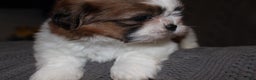 Shih Tzu dogs for sale: Lucy - Ad 7