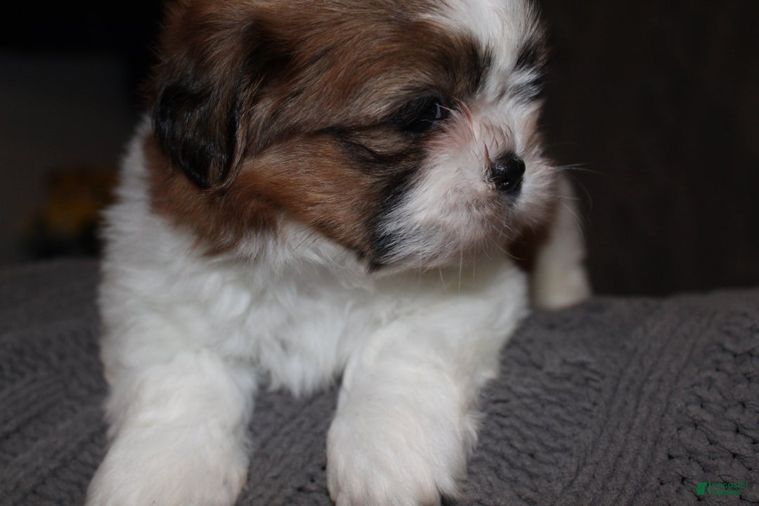 Shih Tzu dogs for sale: Lucy - Ad 7