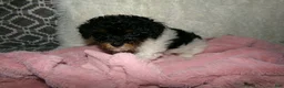 Miniature Poodle dogs for sale:  Sage - Ad 4