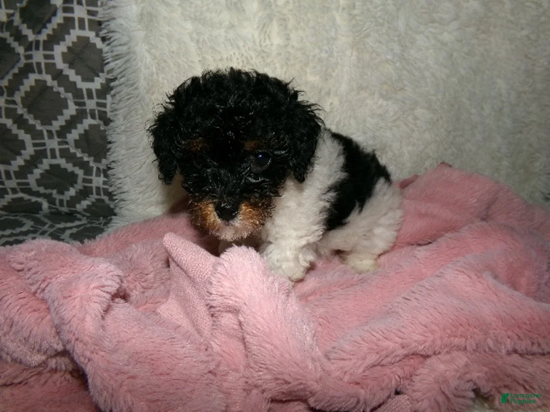Miniature Poodle dogs for sale:  Sage - Ad 4