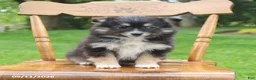 Pomsky dogs for sale: Smokey - Ad 2