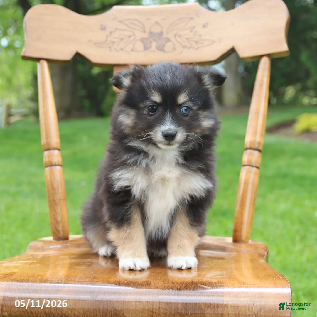 Pomsky dogs for sale: Smokey - Ad 2