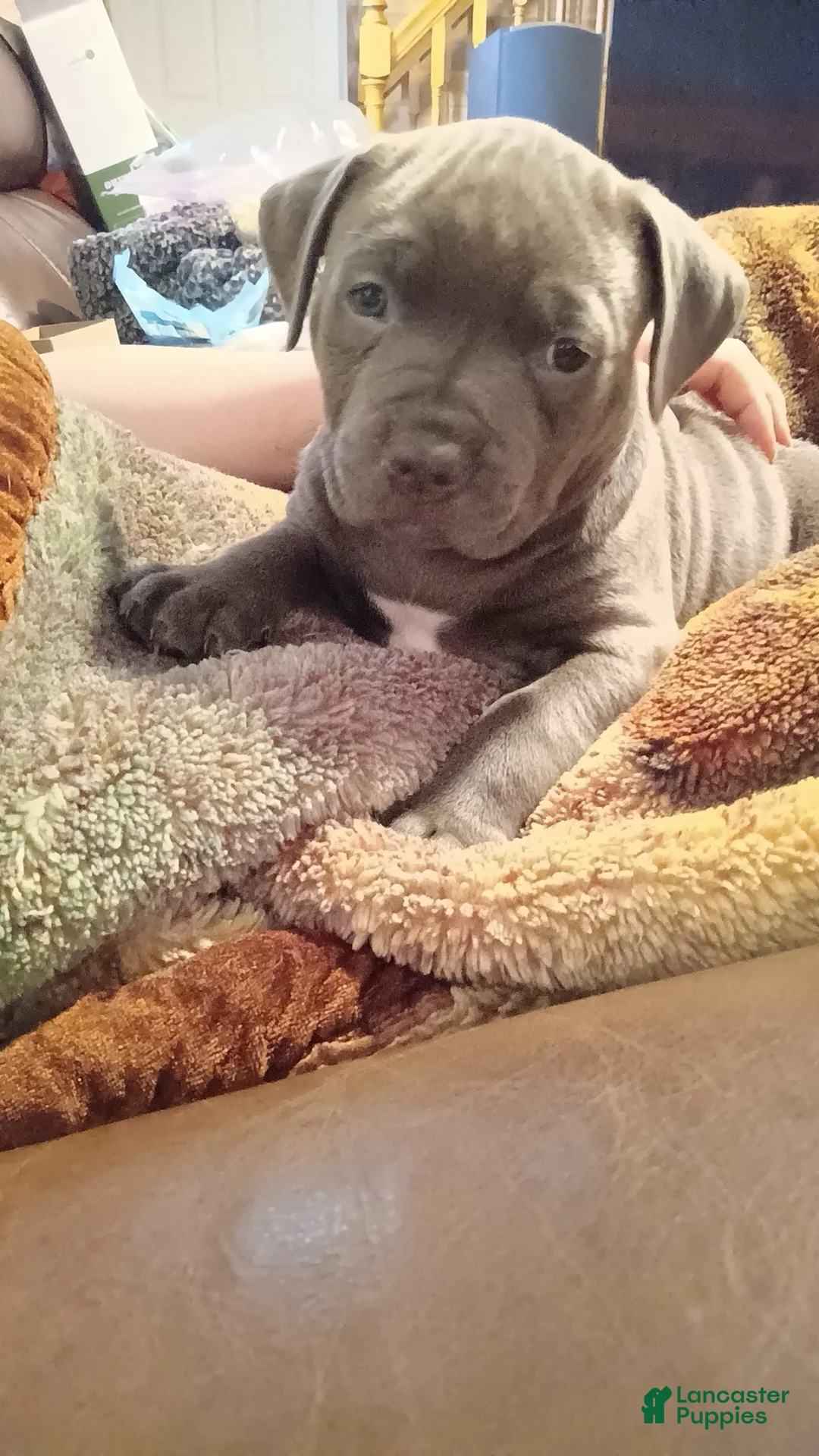 American Pit Bull Terrier dogs for sale: American Pit Bull Terrier Puppy 1 - Ad 2