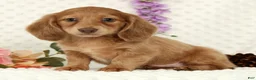 Miniature Dachshund dogs for sale: Wilmer - Ad 7
