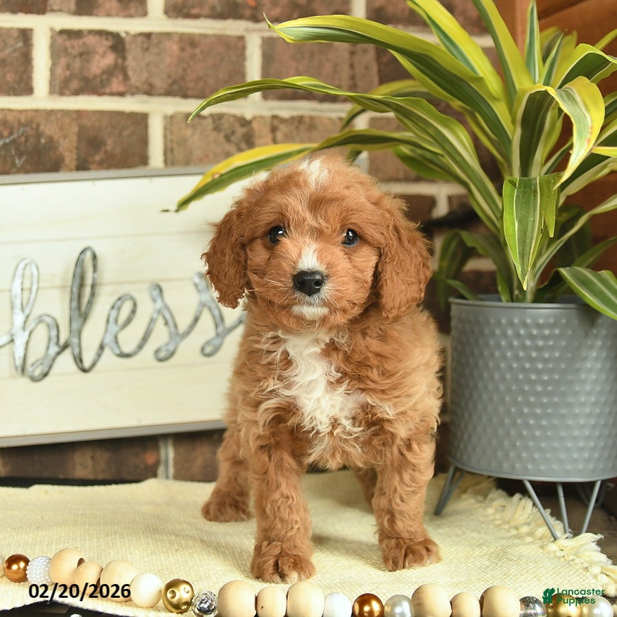 Mixed Breed dogs Ozzy  - Ad 1