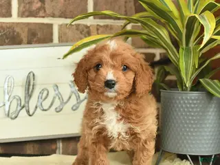 Mixed Breed dogs for sale: Ozzy - Ad 3