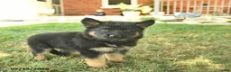 German Shepherd dogs for sale: Tulip - Ad 4