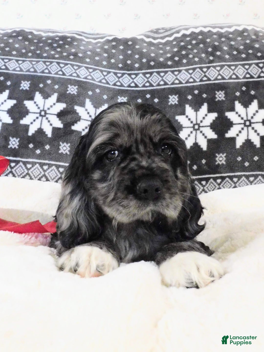 Cocker Spaniel dogs for sale: Espresso - Ad 4