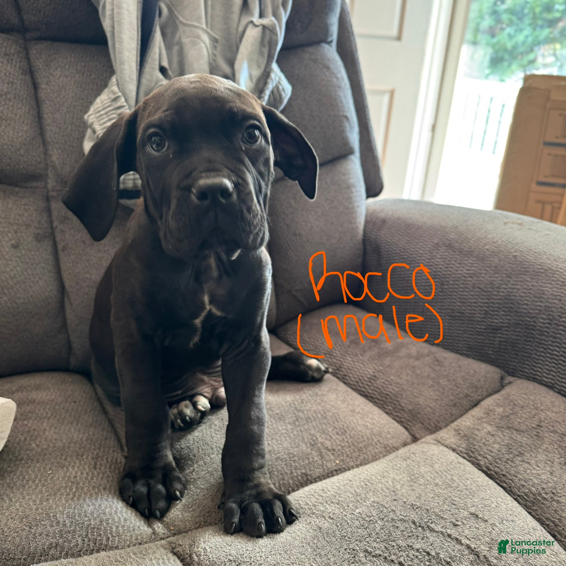 Cane Corso dogs Cane Corso Puppy 1 - Ad 35