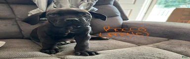 Cane Corso Puppy 1