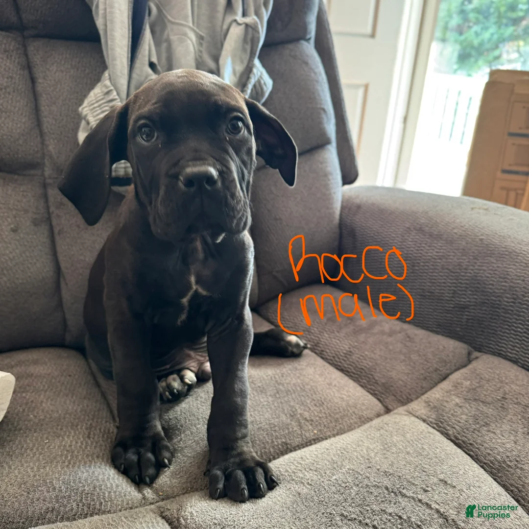 Cane Corso dogs for sale: Cane Corso Puppy 1 - Ad 1