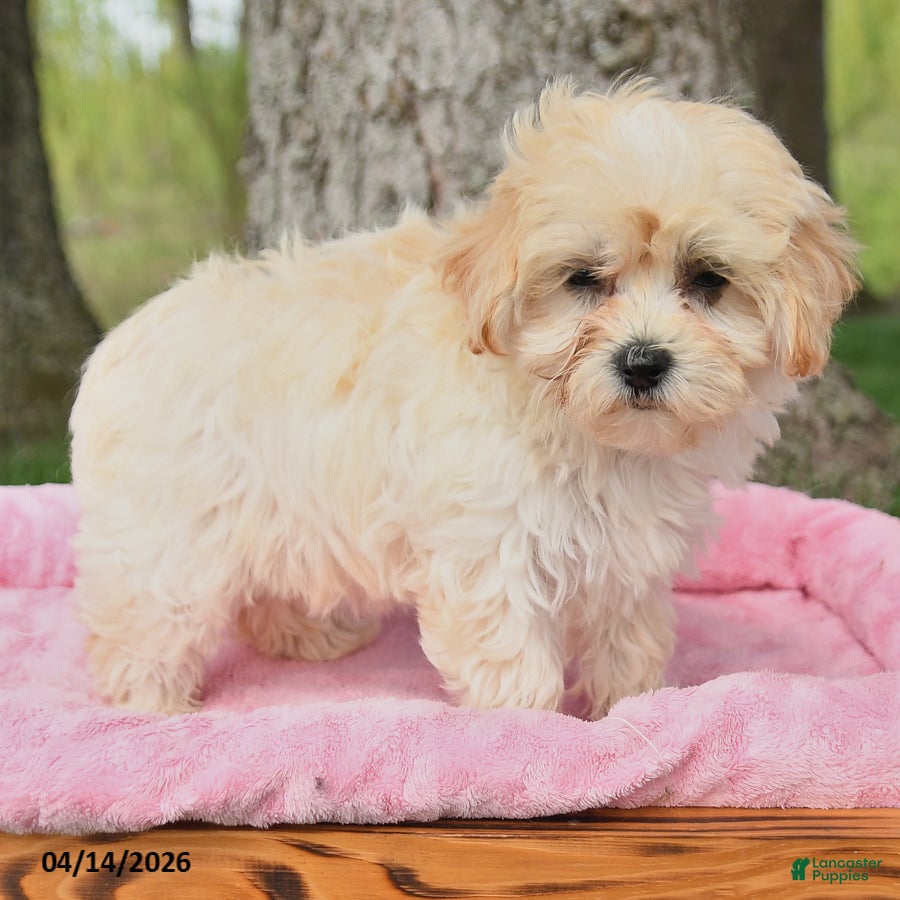 Maltipoo dogs Kathy - Ad 2