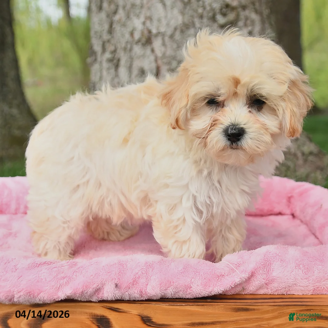Maltipoo dogs for sale: Kathy - Ad 2