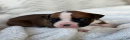 Boxer dogs for sale: Stella - Ad 3
