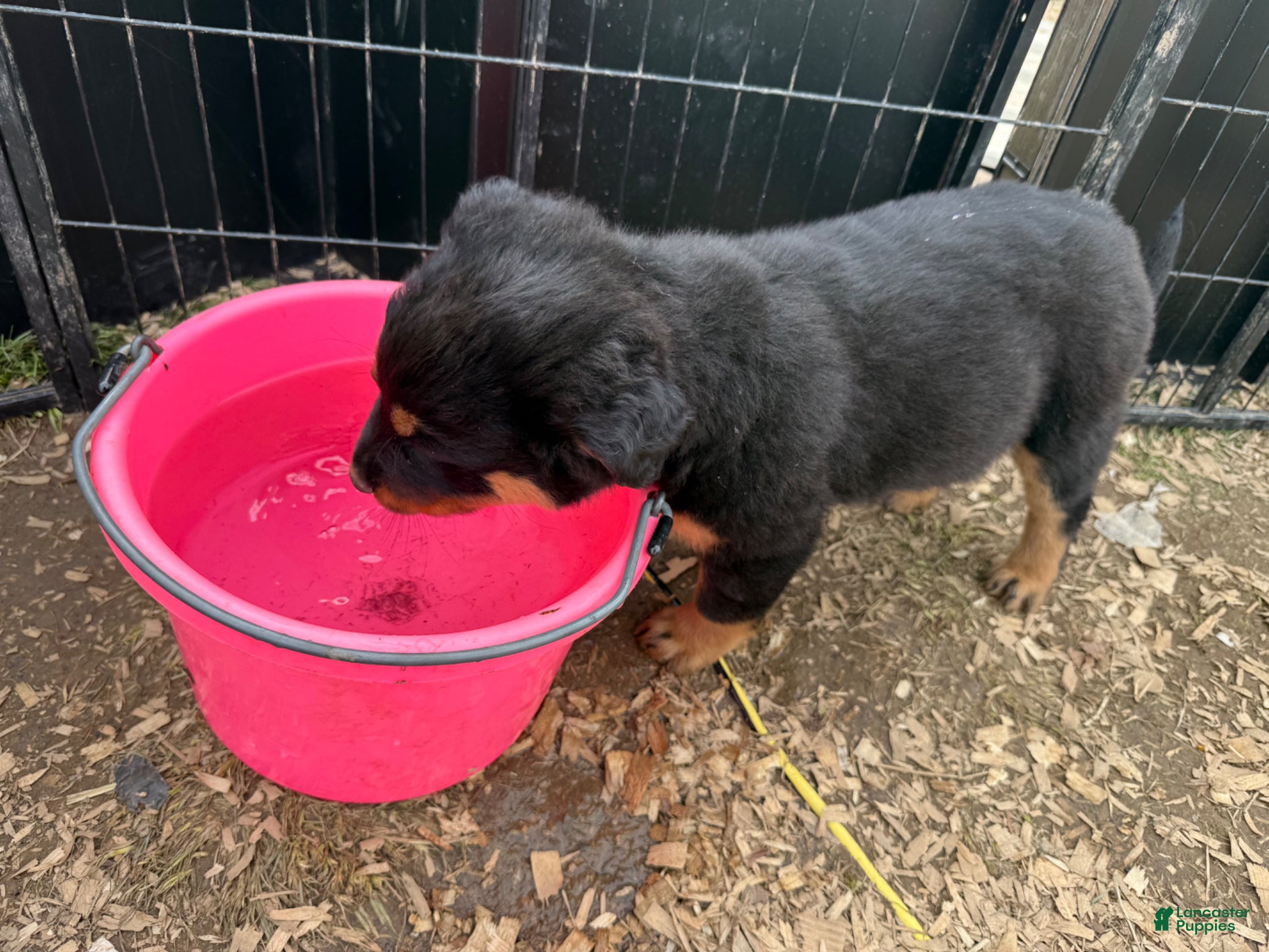 Rottweiler dogs Rottweiler Puppy 4 - Ad 41