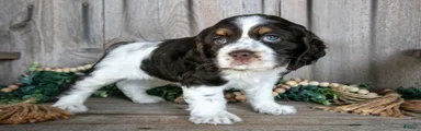 Asha