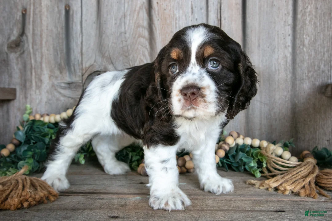 Cocker Spaniel dogs for sale: Asha - Ad 1