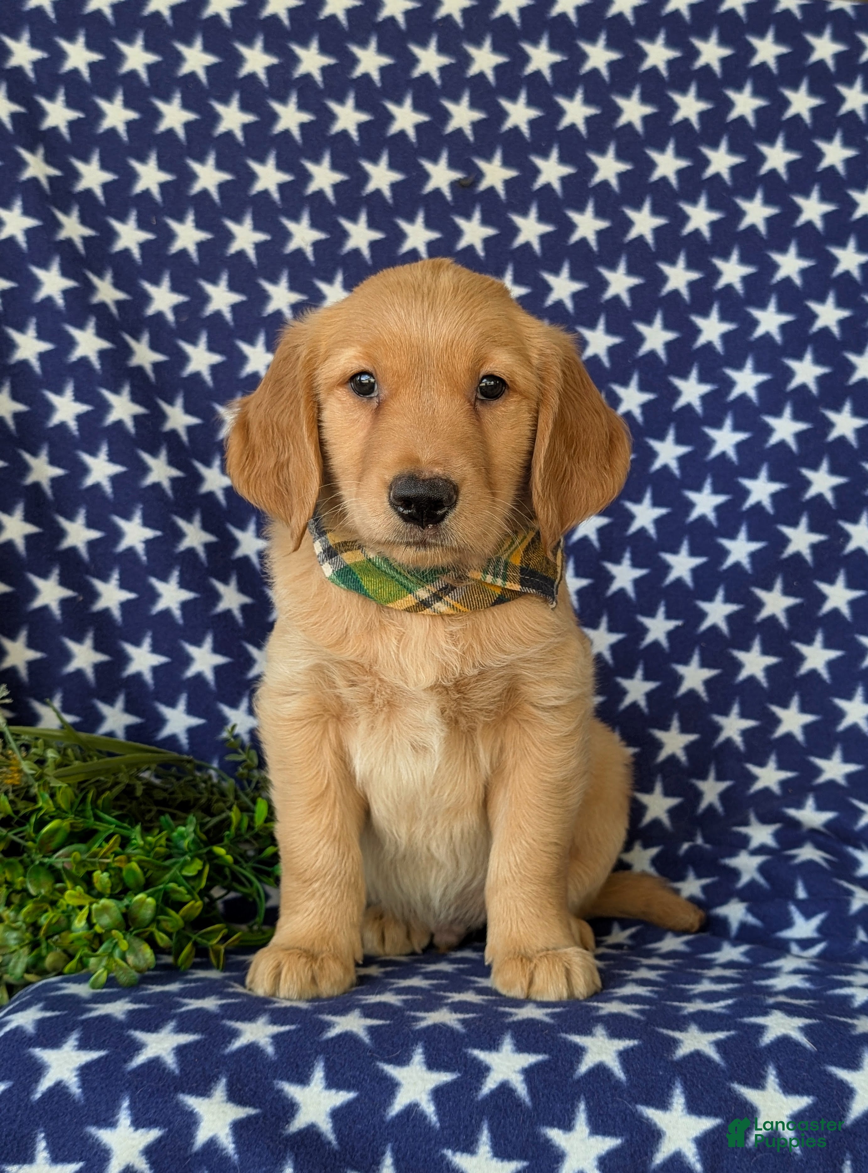 Golden Retriever dogs Colbert - Ad 2